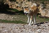 AKITA INU 267
